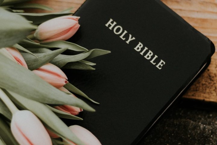 Holy Bible under pink tulips