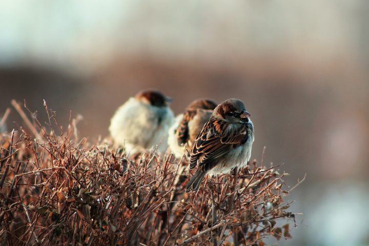 white and brown bird on brown plant