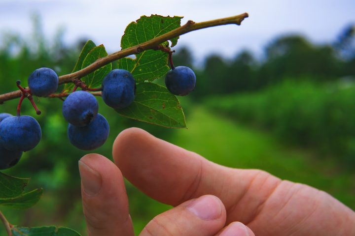 person holding blue round fruit