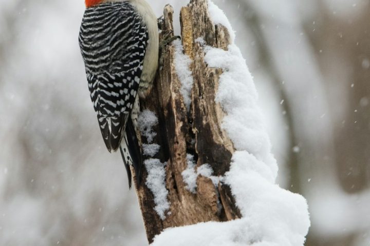 black white and orange bird on tree branch