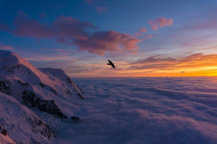 bird flying over snow covered mountain during daytime